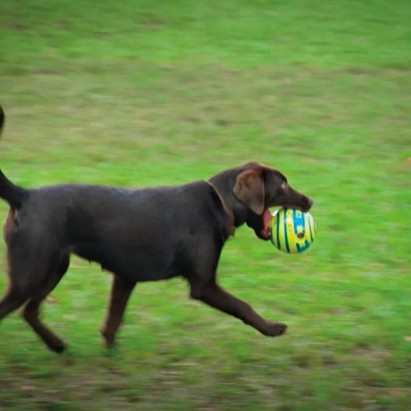 Pelota Interactiva "Wobble Wag" (Brilla en la Oscuridad y Hace Sonido)